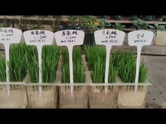 LEUCINE et HISTIDINE à la racine