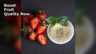 L'engrais organique au calcium augmente le rendement des fruits