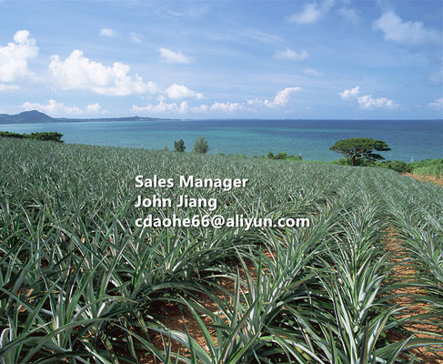 AgroCal-B Fusion Calcium-Boron Liquid Fertilizer with 10% Calcium Oxide 1% Boron and 20% Total Amino Acid for Crop Resilience