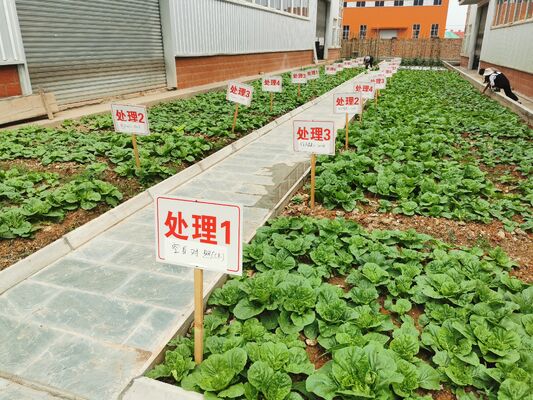 Amino Acid Chelated Micronutrients with Enhanced Nutrient Absorption and Balanced Micronutrient Supply in Water Soluble Form